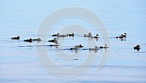 Flock of eider duck birds Somateria mollissima swimming in blue water