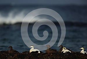 Flock of Eiders on coast