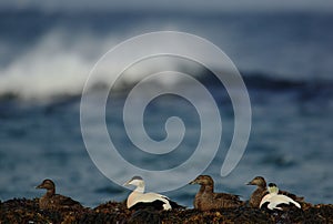Flock of Eiders on coast