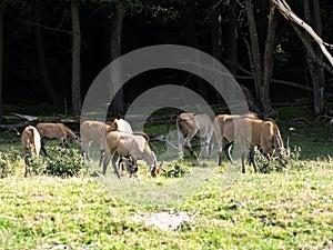 Flock of Eland Taurotragus oryx, grazing on the edge of the forest