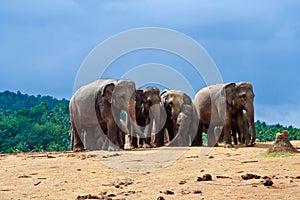 Flock of elephants in the wilderness