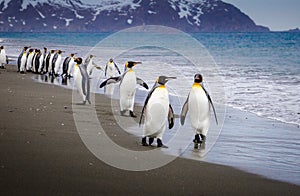 Flock of emperor penguins walk down beach to water`s edge