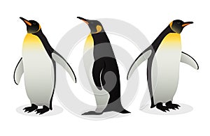Flock Of Emperor Penguins on white background
