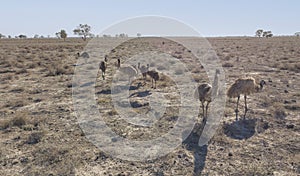 A flock of emus in drought conditions.