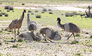 A flock of emus
