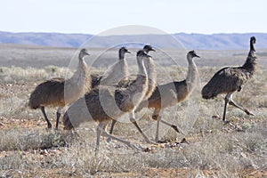 Flock of Emus