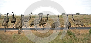 Flock of emus.