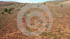 Flock of Emus running.