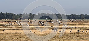 A flock of ethiopian cranes in flight. Seen in Bahir Dar, Ethiopia