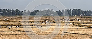 A flock of ethiopian cranes in flight. Seen in Bahir Dar, Ethiopia