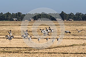 A flock of ethiopian cranes in flight. Seen in Bahir Dar, Ethiopia