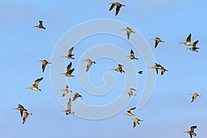 Flock of Eurasian curlews