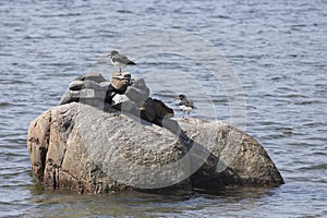 A flock of Eurasian oystercatchers stands on a large rock