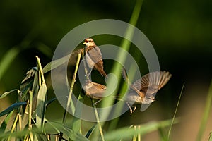 Flock of Eurasian reed warblers perched on lush grass blades in a sunny outdoor setting