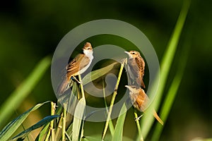 Flock of Eurasian reed warblers standing on grass blades in a sunny outdoor setting