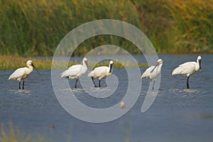 Flock of Eurasian spoonbill birds