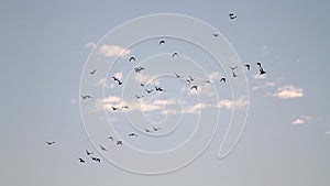 Flock Eurasian wigeon migrate