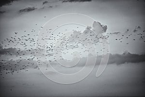 Flock of European Jackdaws