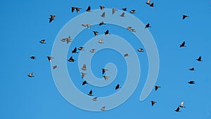 Flock of European Starling Flying in a Blue Sky