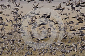 Flock of european starlings photo