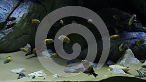 A flock of exotic fish in a large aquarium