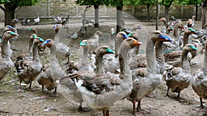 Flock of fattening geese on the rural farm