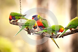 Flock of Feeding Lorikeets Queensland Australia