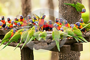 Flock of Feeding Lorikeets Queensland Australia