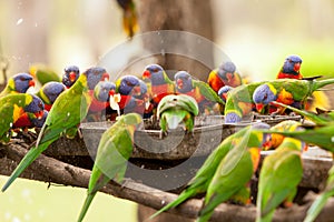Flock of Feedng Rainbow Lorikeets Queensland Australia