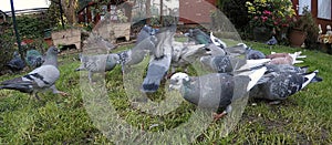 Flock of feral pigeons feeding in urban garden.