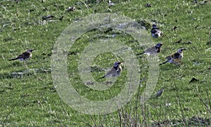 A Flock Of Fieldfare - Turdus Pilars - In Rough Pasture