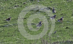 A Flock Of Fieldfare - Turdus Pilars - In Rough Pasture photo