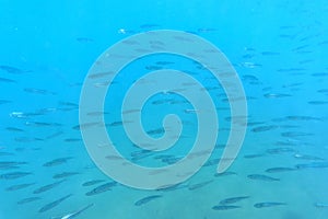 A flock of fish in the blue water of the Aegean Sea. Underwater photo, selective focus.