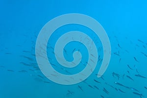 A flock of fish in the blue water of the Aegean Sea. Underwater photo, selective focus.