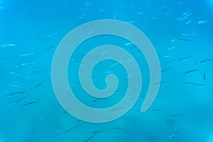 A flock of fish in the blue water of the Aegean Sea. Underwater photo, selective focus.