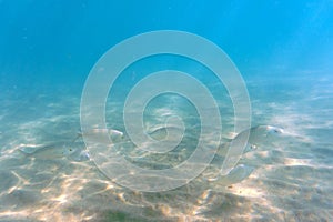 A flock of fish in the clear blue water of the Aegean Sea. Underwater photo, selective focus.