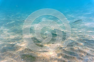 A flock of fish in the clear blue water of the Aegean Sea. Underwater photo, selective focus.