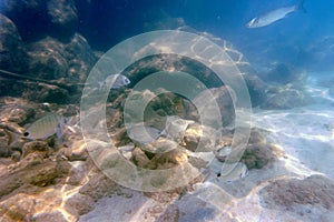 A flock of fish in the clear blue water of the Aegean Sea. Underwater photo, selective focus.