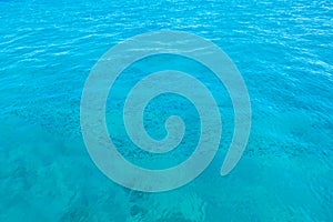 Flock of fish in clear blue water. Sea background