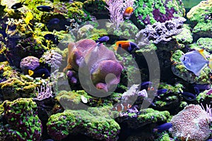 Flock of fish among coral