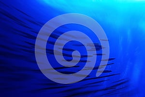 Flock of fish on coral reef