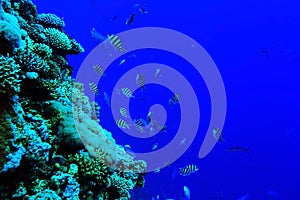 Flock of fish on coral reef