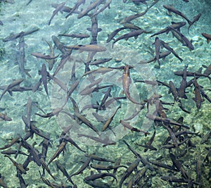 Flock of fish