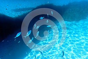 A flock of fish in shallow water in the blue water of the Aegean Sea against the backdrop of a sandy bottom.