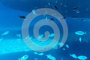 A flock of fish in shallow water in the blue water of the Aegean Sea against the backdrop of a sandy bottom.