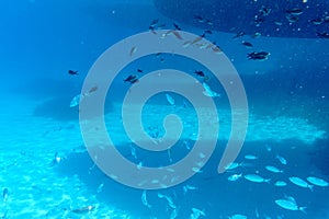 A flock of fish in shallow water in the blue water of the Aegean Sea against the backdrop of a sandy bottom.