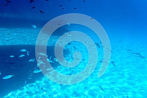 A flock of fish in shallow water in the blue water of the Aegean Sea against the backdrop of a sandy bottom