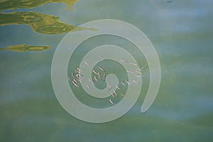 A flock of fish in shallow water in the sea