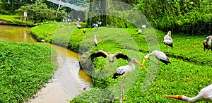 Flock of flamingo birds inside KL bird park, malaysia 2017