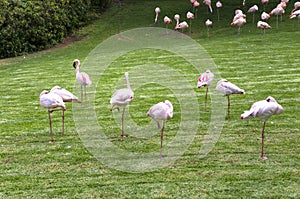 Flock of flamingo birds on a lawn